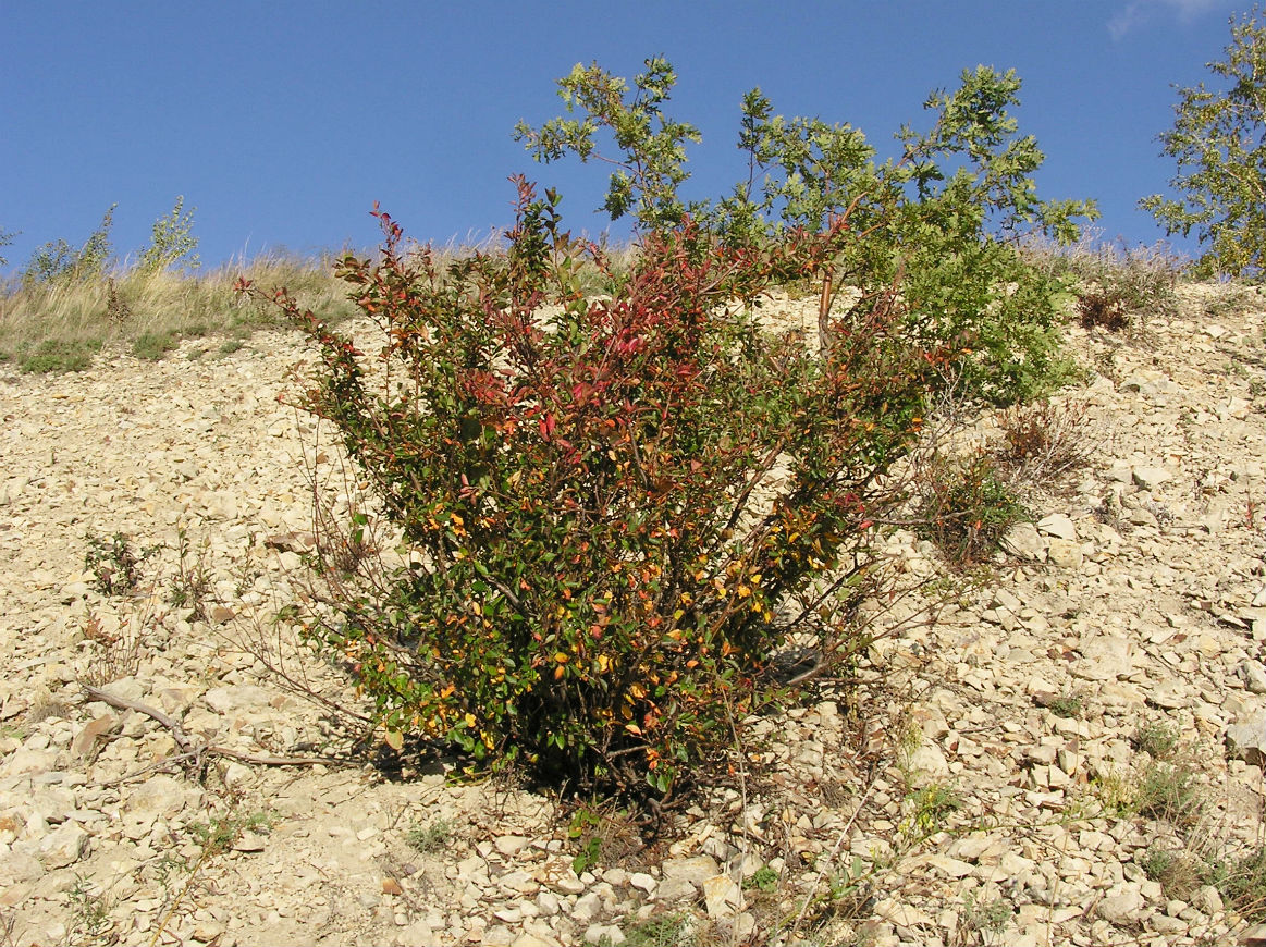 Image of Cotoneaster lucidus specimen.