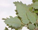 Quercus подвид macrolepis