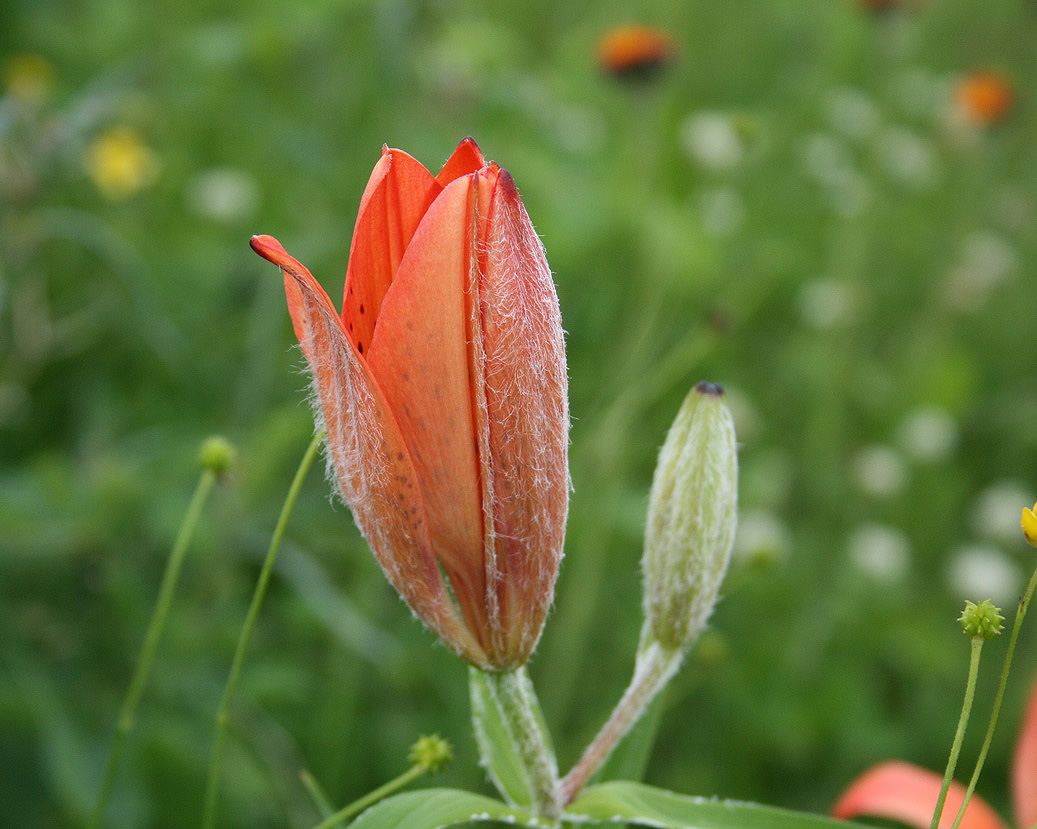 Image of Lilium pensylvanicum specimen.