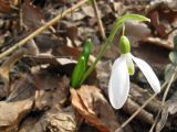 Galanthus plicatus. Цветущее растение. Крым, Бахчисарайский р-н, Большой каньон, урочище Чаин-Су. 15.03.2011.