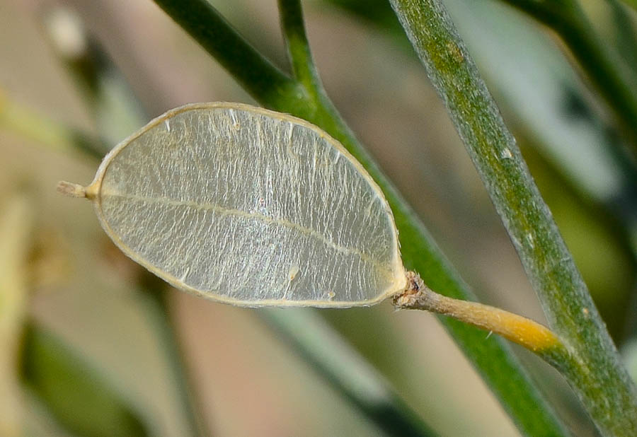 Image of Farsetia aegyptia specimen.