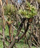 Paeonia suffruticosa. Верхняя часть ветки с развивающимися побегами и бутонами. Германия, г. Krefeld, ботанический сад. 20.04.2013.