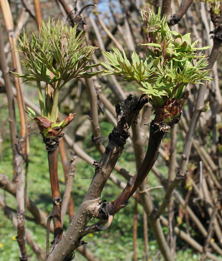 Image of Paeonia suffruticosa specimen.