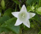 Campanula pendula