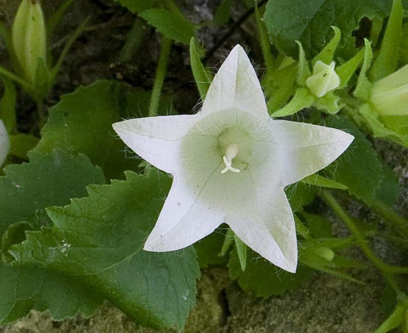 Image of Campanula pendula specimen.