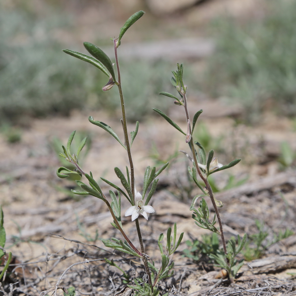 Image of Delphinium rugulosum specimen.