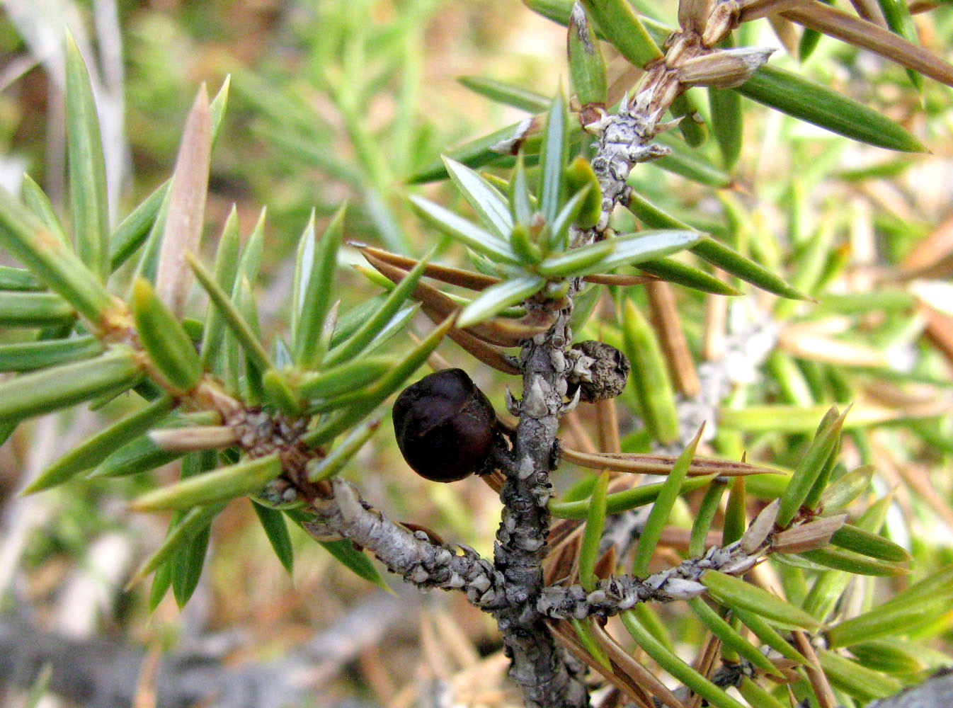 Image of Juniperus hemisphaerica specimen.