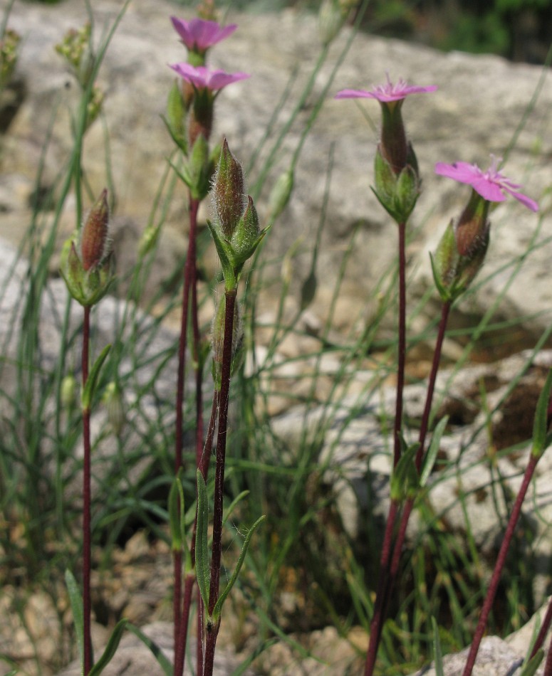 Image of Saponaria &times; olivana specimen.