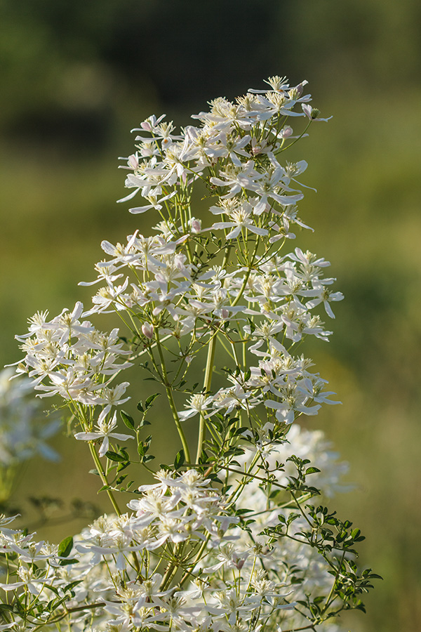 Image of Clematis lathyrifolia specimen.