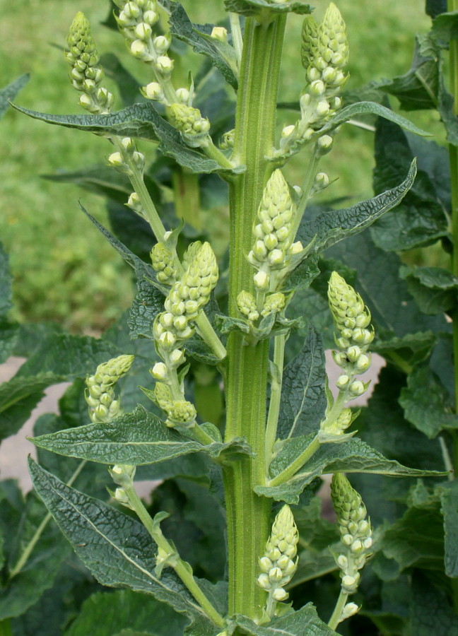 Image of Verbascum pyramidatum specimen.