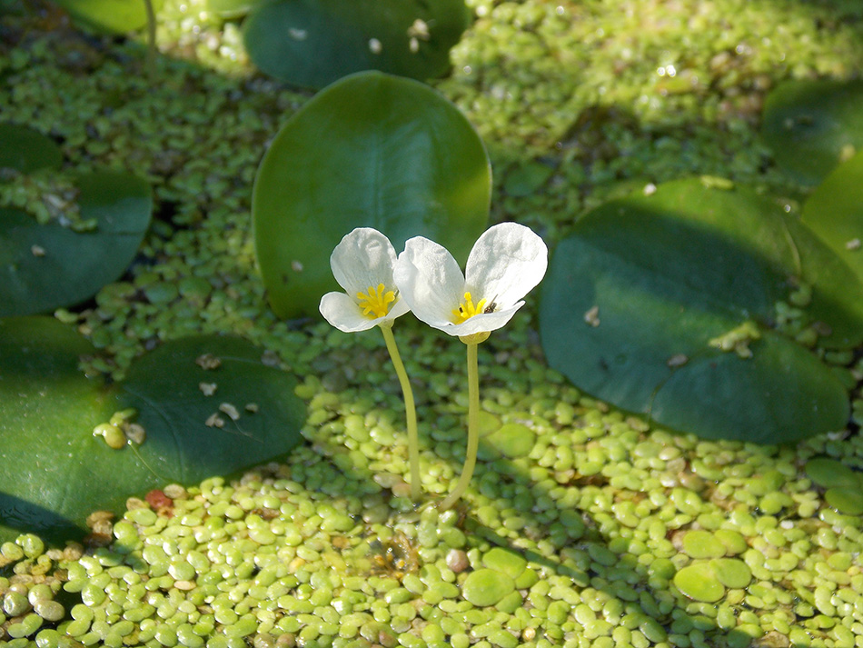 Image of Hydrocharis morsus-ranae specimen.