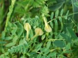 Vicia hyrcanica