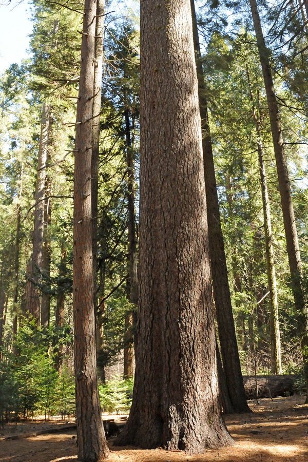 Image of Pinus lambertiana specimen.