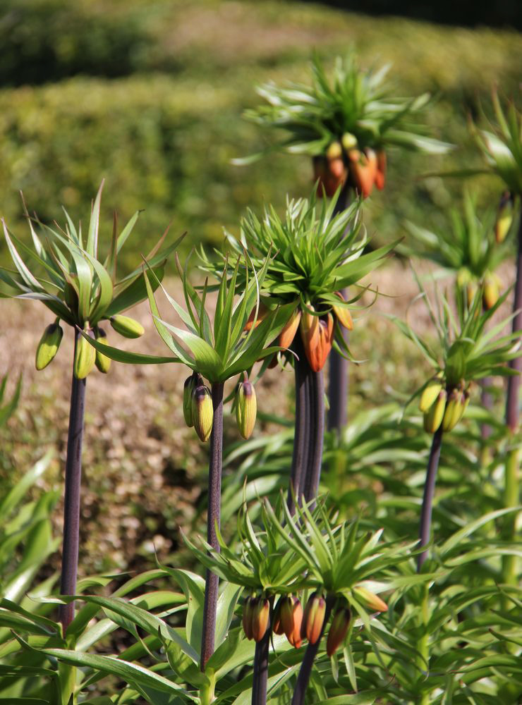 Изображение особи Fritillaria imperialis.