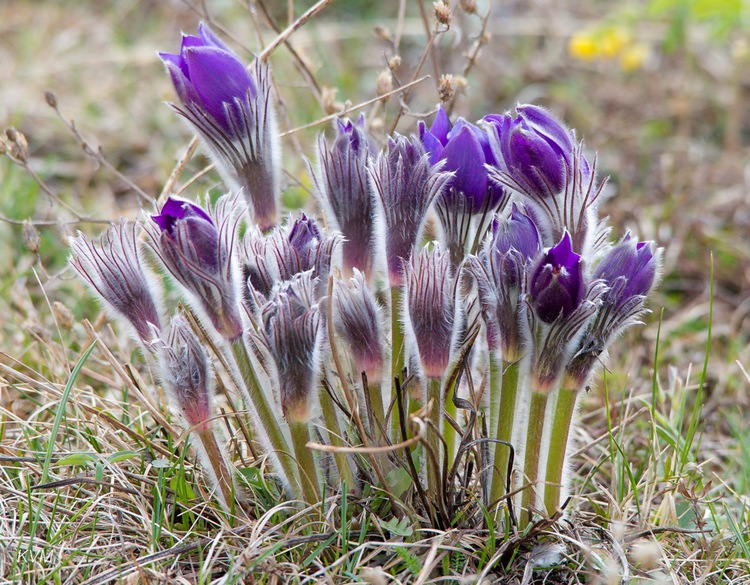 Изображение особи Pulsatilla patens.