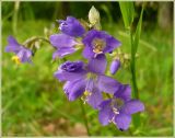 Polemonium caeruleum. Соцветие. Чувашия, окрестности г. Шумерля, Кумашкинский заказник, Соколова поляна. 9 июля 2009 г.