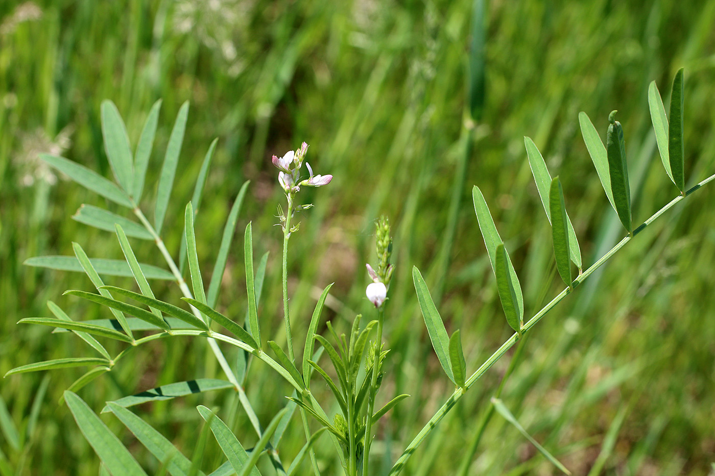 Изображение особи Onobrychis pulchella.