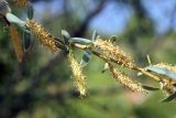 Salix niedzwieckii