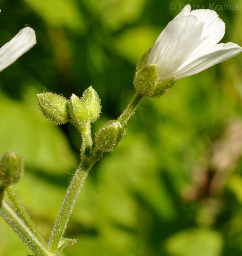 Image of Cerastium pauciflorum specimen.