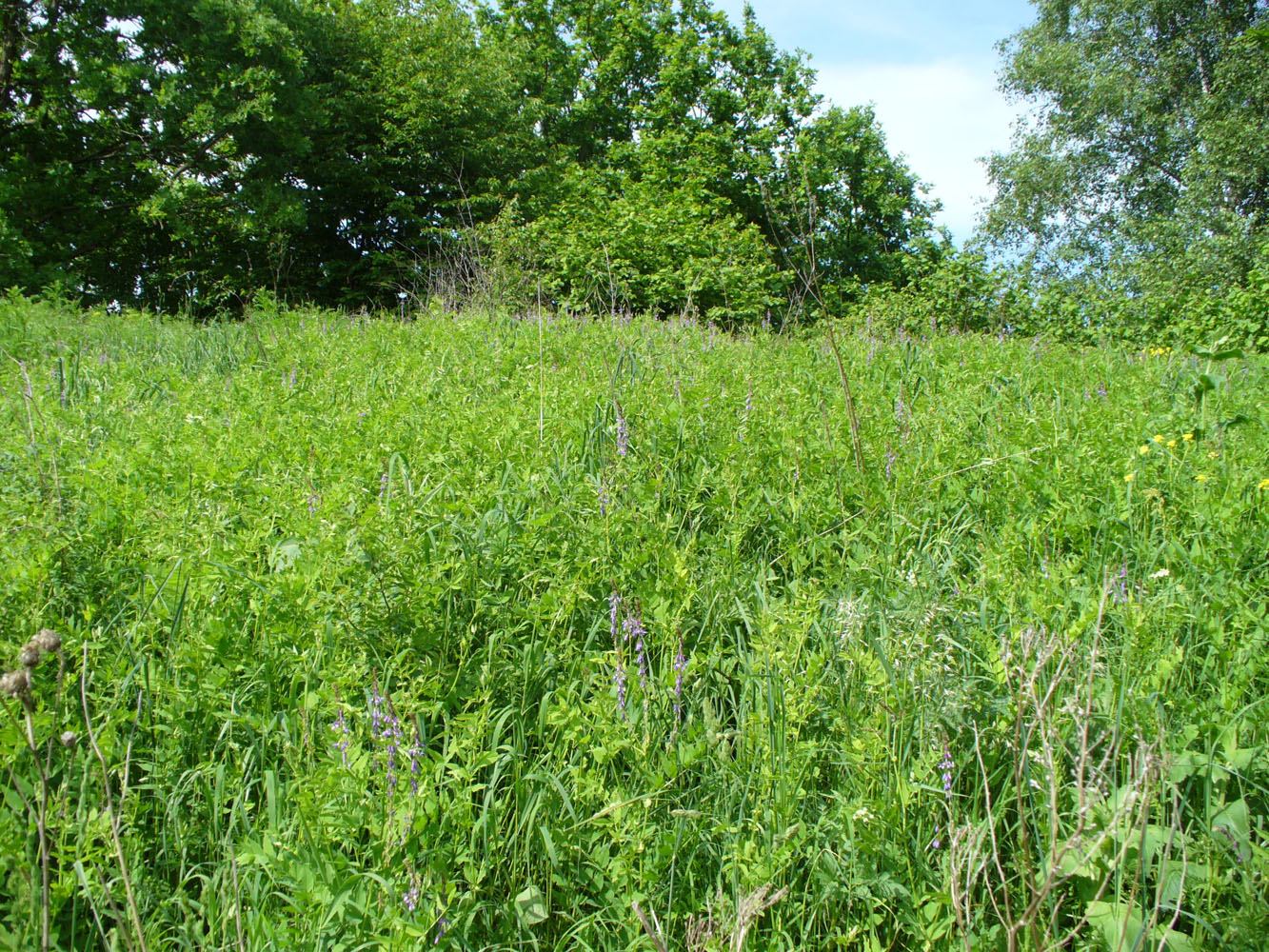 Изображение особи Galega orientalis.