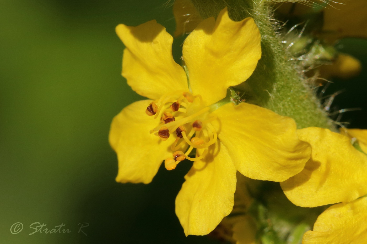 Изображение особи Agrimonia eupatoria.