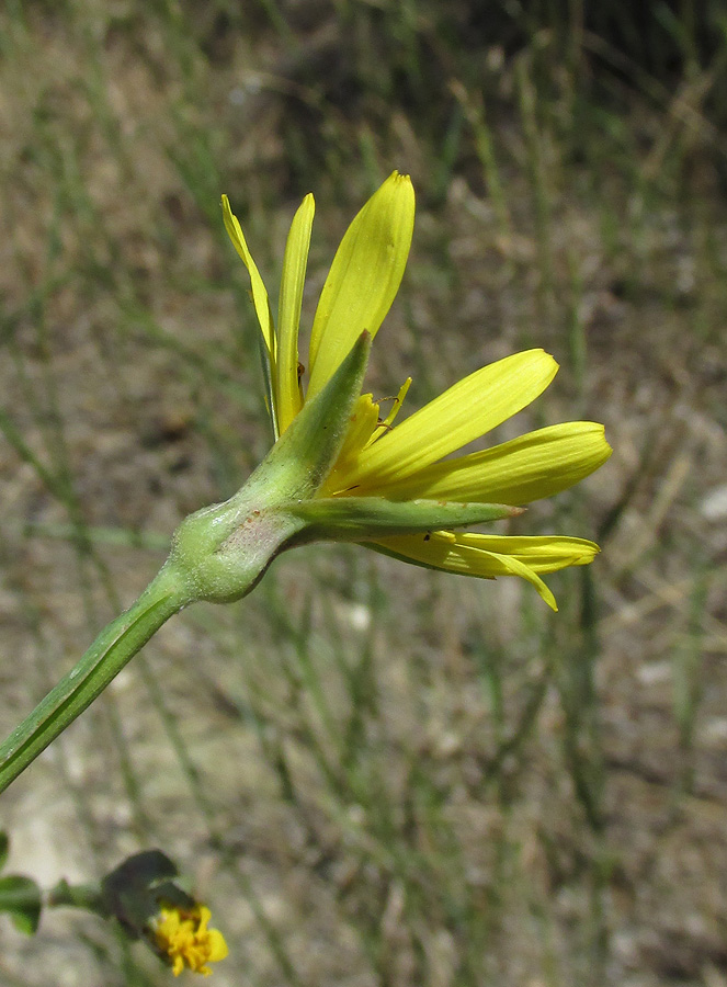 Изображение особи Tragopogon dasyrhynchus.