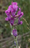 Oxytropis ponomarjevii