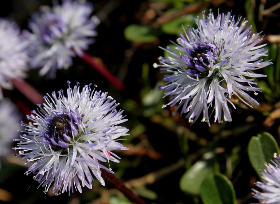 Image of Globularia cordifolia specimen.