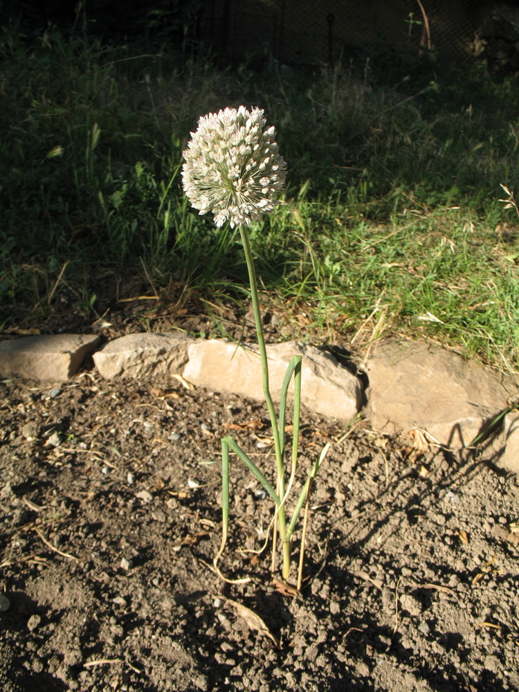 Image of Allium filidens specimen.