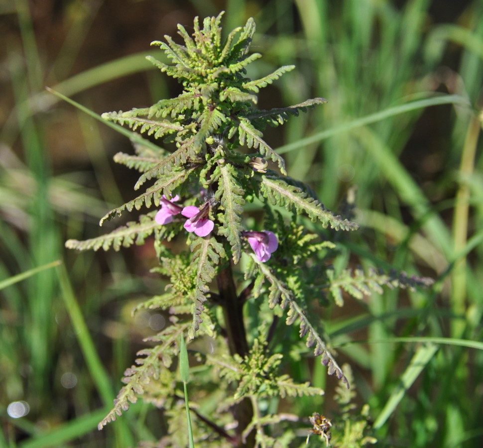 Image of Pedicularis karoi specimen.