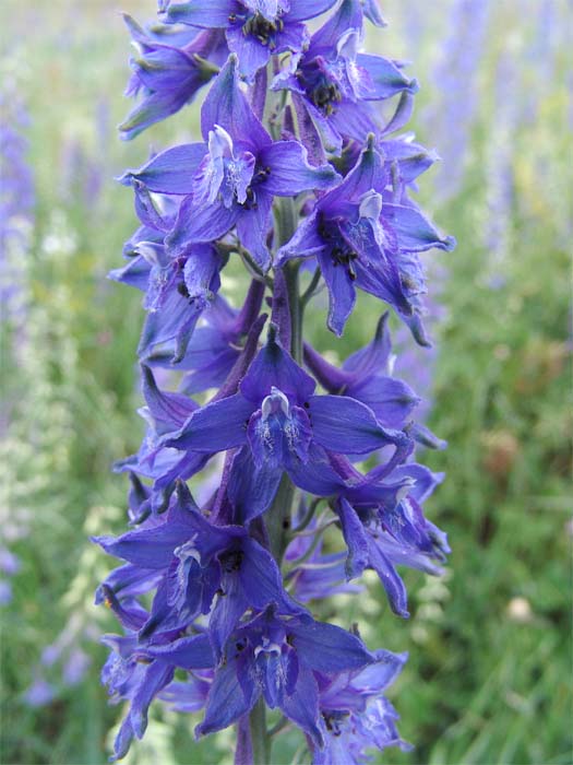 Image of Delphinium schmalhausenii specimen.