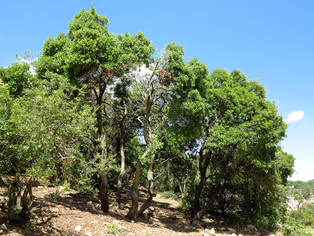 Image of Quercus calliprinos specimen.