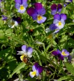 Viola tricolor. Верхушки побегов с цветками и фуражирующим шмелём. Германия, г. Дюссельдорф, Ботанический сад университета. 03.07.2014.