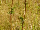 Valeriana officinalis. Средние части побегов. Нижегородская обл., левый берег р. Сура, поляна возле оз. Холодное. 05.09.2014.