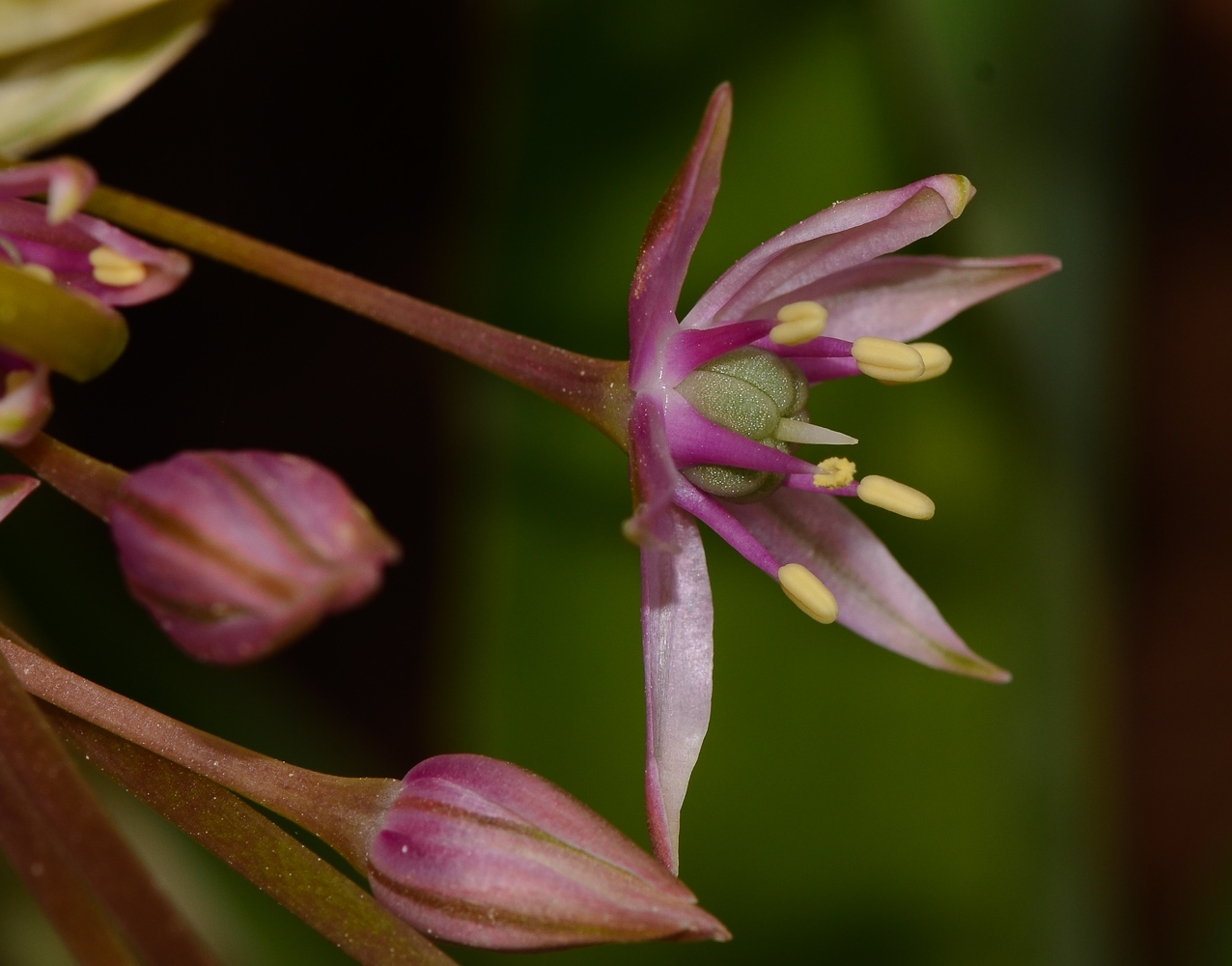 Image of Allium schubertii specimen.