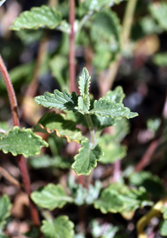 Image of Scutellaria adenostegia specimen.