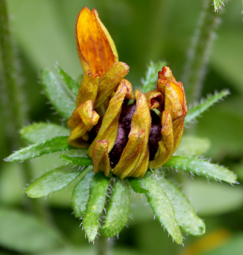 Image of Rudbeckia hirta specimen.