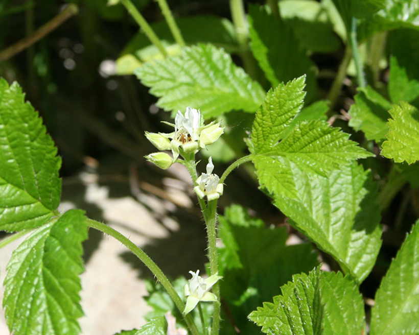 Image of Rubus saxatilis specimen.