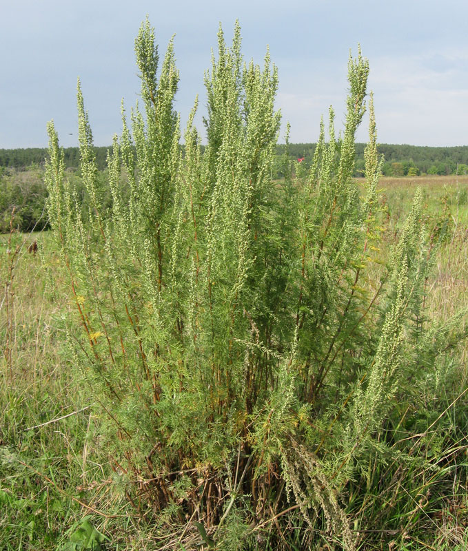 Image of Artemisia abrotanum specimen.