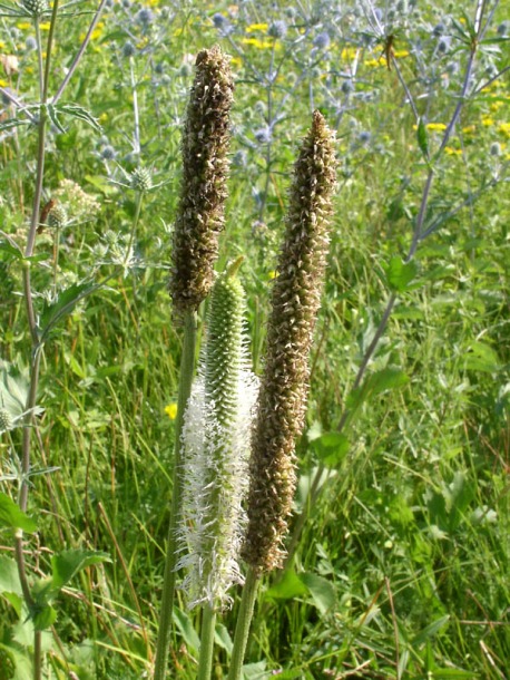 Image of Plantago maxima specimen.