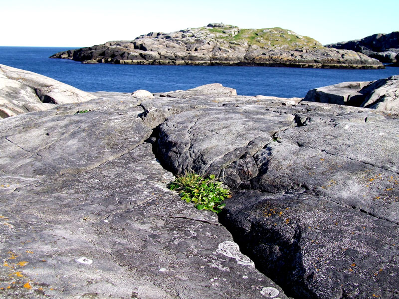 Image of Cochlearia officinalis specimen.