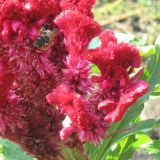 Celosia cristata. Часть соцветия. Украина, г. Кривой Рог, Ботанический сад НАН Украины. 05.09.2009.