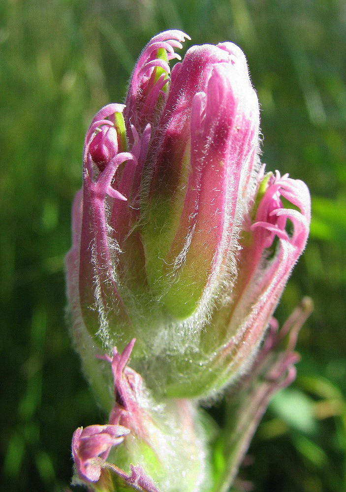 Изображение особи Castilleja rubra.