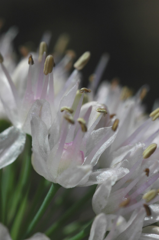 Image of Allium nutans specimen.