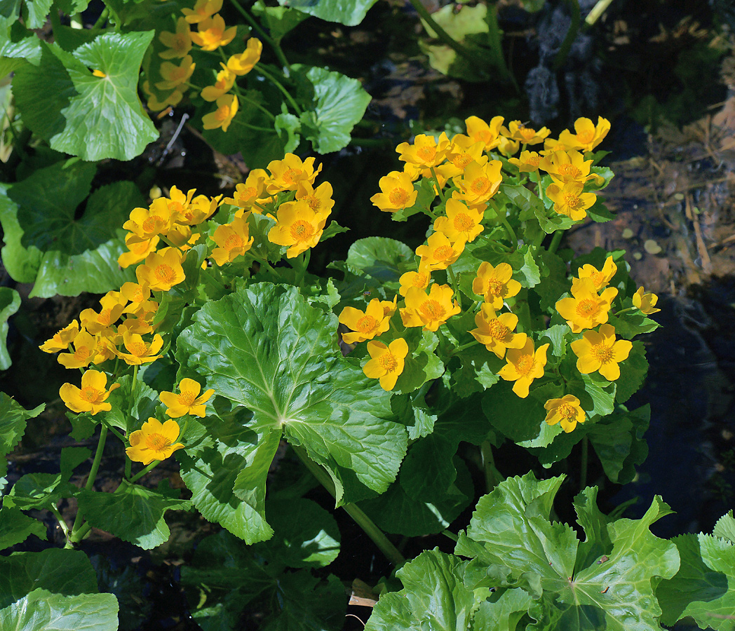 Image of Caltha palustris specimen.