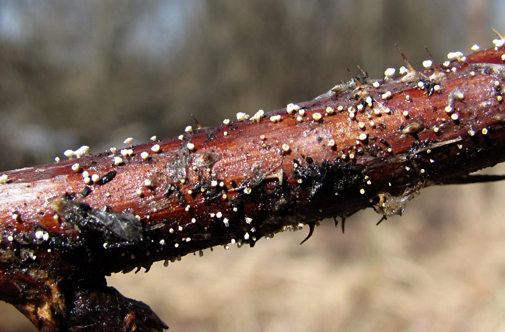 Image of Rubus idaeus specimen.