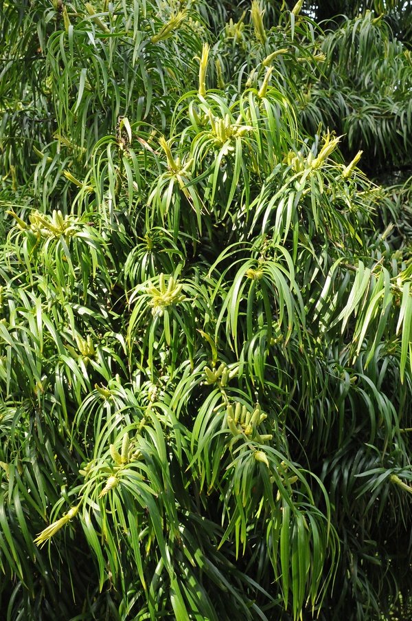 Изображение особи Podocarpus henkelii.