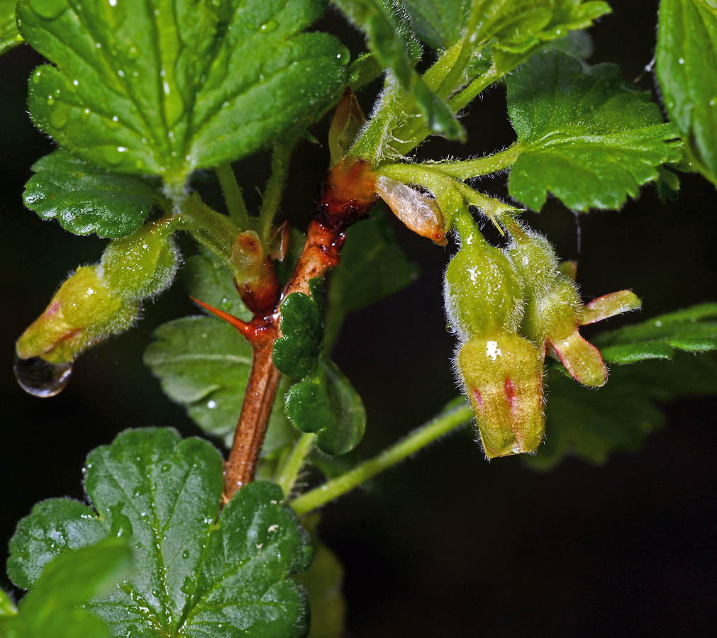 Image of Grossularia uva-crispa specimen.