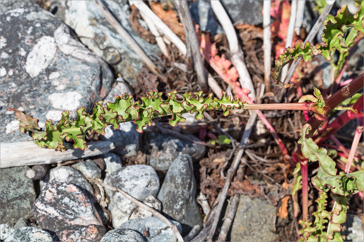 Image of Rumex pseudonatronatus specimen.