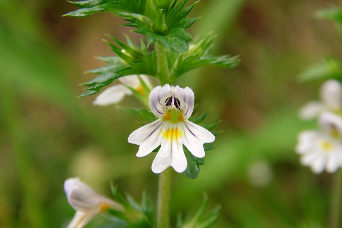 Изображение особи Euphrasia vernalis.